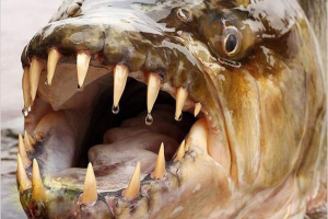 Цікаві факти про велику тигрову рибу Цікаві факти про велику тигрову рибу